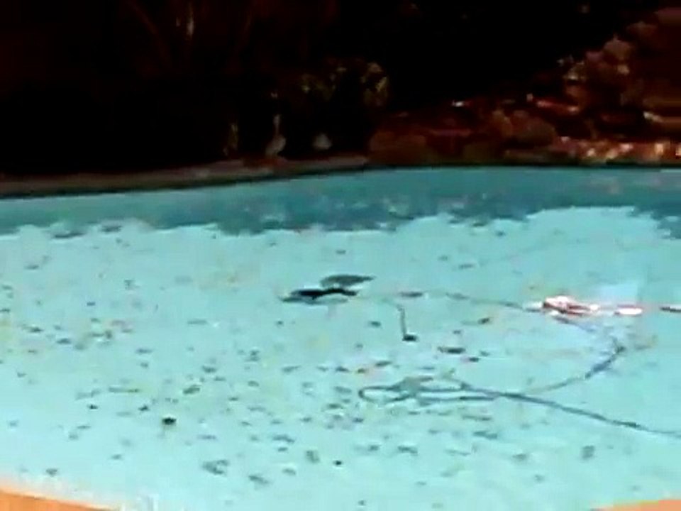 Standard Poodles - The Misunderstood Breed II