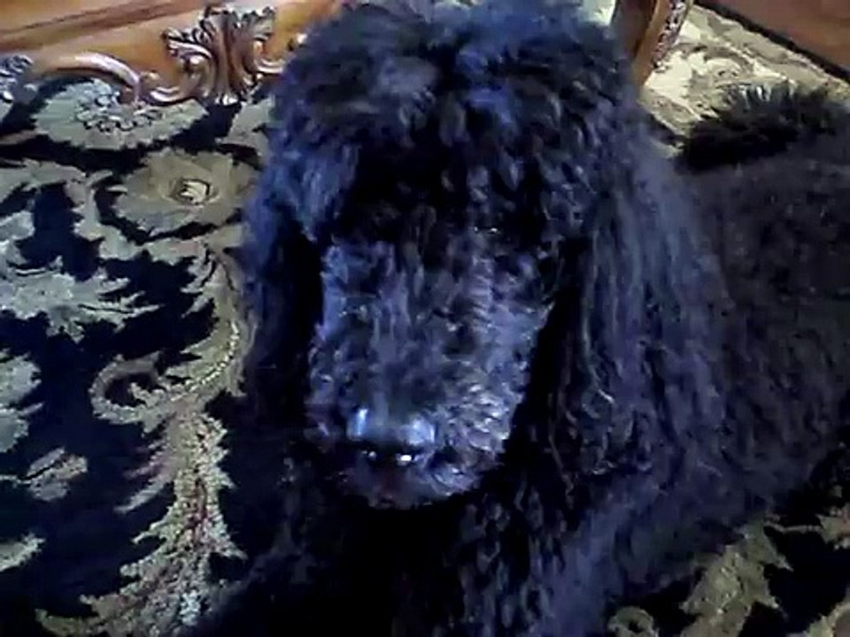Standard Poodles - The Misunderstood Breed