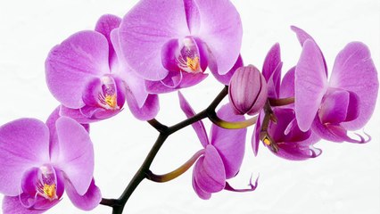 The Orchid Thief - What's Happened To Your Mind?