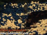 Cichlids Laying Egg's Fish Tank Part 2