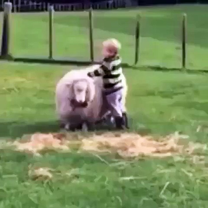 GS Pranks when you and your homie wanna ride sheeps relateable  wait for it!
