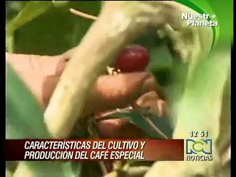 CARACTERISTICAS DEL CULTIVO Y PRODUCCION DEL CAFÈ ESPECIAL.avi