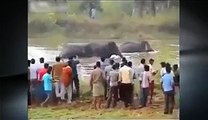 Angry elephant charges on shore and stomps man to death - Elephant Attacks Crowd Of People In India