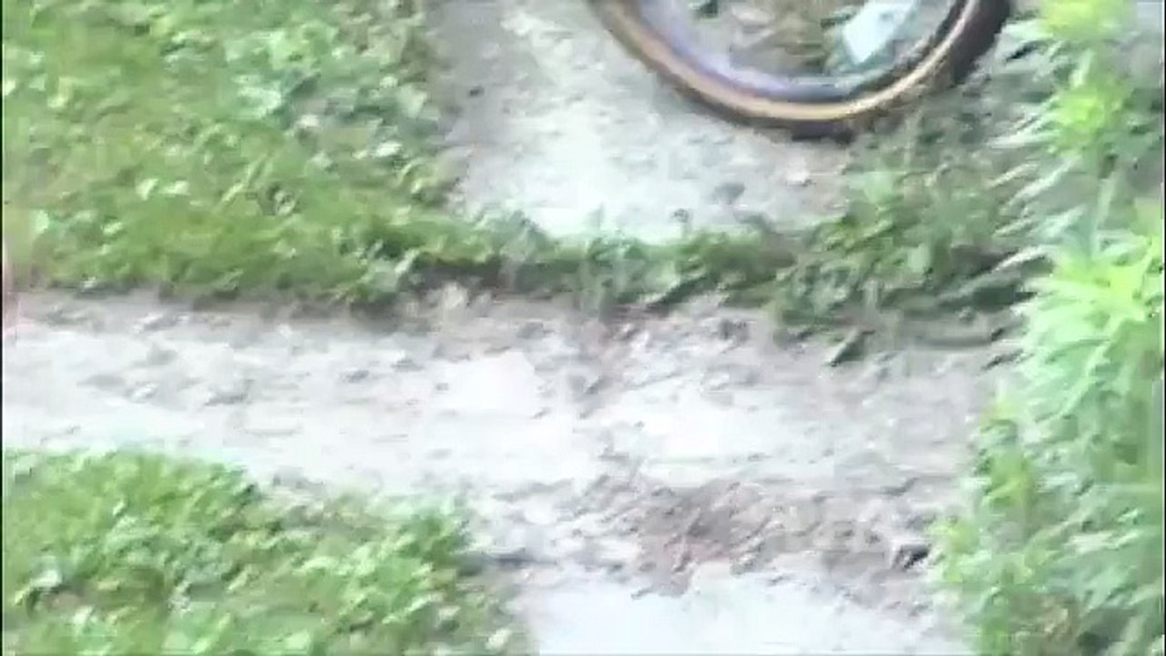 Pomeranian goes for a bike ride