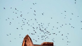Vaux's Swifts Flying into the Assumption Church Chimney to Roost * Bellingham, Washington
