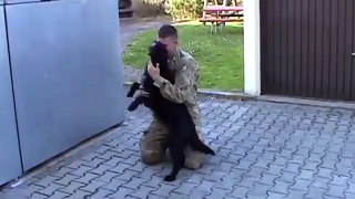 Dog Seeing Soldier Come Home From Afghanistan