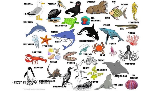 Pictures Of Sea Animals Video Dailymotion