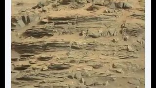 Ammonite Fossil & Alien  Face In New Mars Curiosity Rover Image