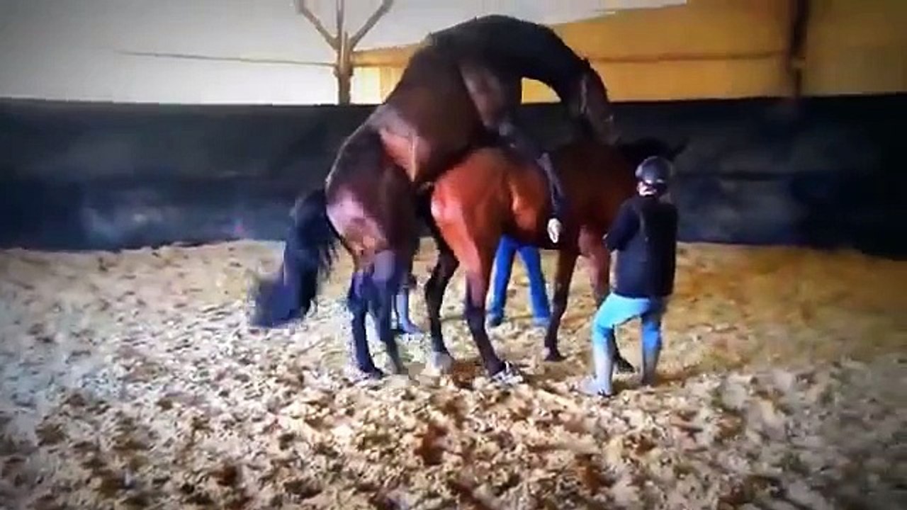 NEW animal sexxyyy crazy videos   funny video 2014 Part6