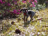 My German Shorthaired Pointer Growing up