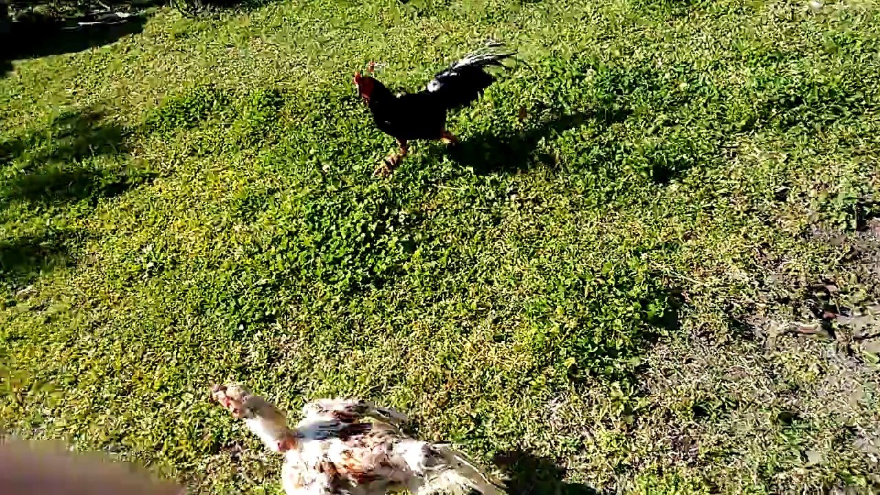 Gallos de riña Uruguay