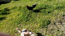 Gallos de riña Uruguay