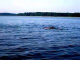 Dolphins on the York River (1/2)