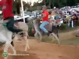 whatsapp latest funny videos donkey mating in between race