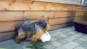 rabbit mating with dogs   Funny animal videos