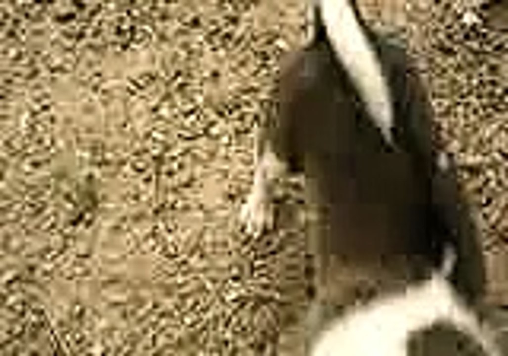 Confucius say Kitty always wins !!