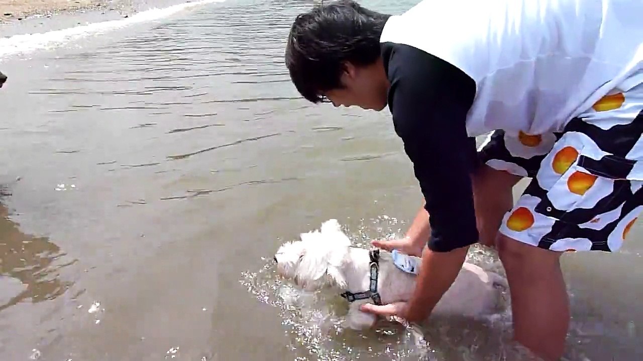 我是梗犬：)  我好有梗