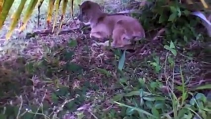 bottle fed baby goat at 2 weeks old with kitten