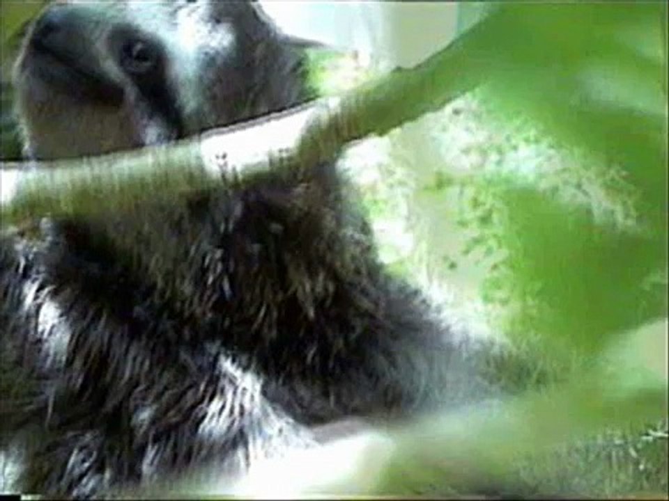 Cute Baby Sloths at Jaguar Rescue Center Playa Chiquita Costa Rica