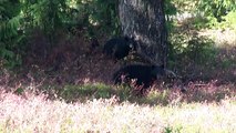 Black Bears-Sow and Cub-Garibaldi Park_Elfin Lakes Trail.MP4