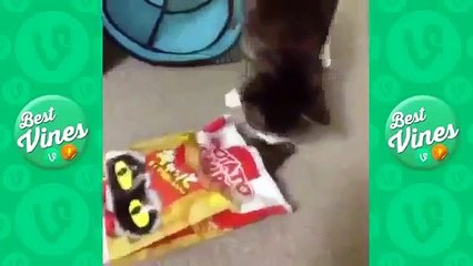 Best Animal Vines Compilation   Animal Vines Funny   Animal Vines 2014 December Part 11