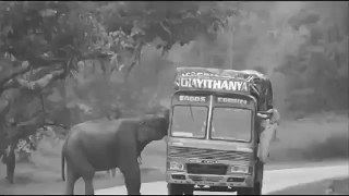 Animal Attack Elephant Attack Indian Truck   funny animals compilation