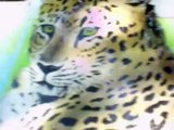 Amur Leopards at Audubon Zoo