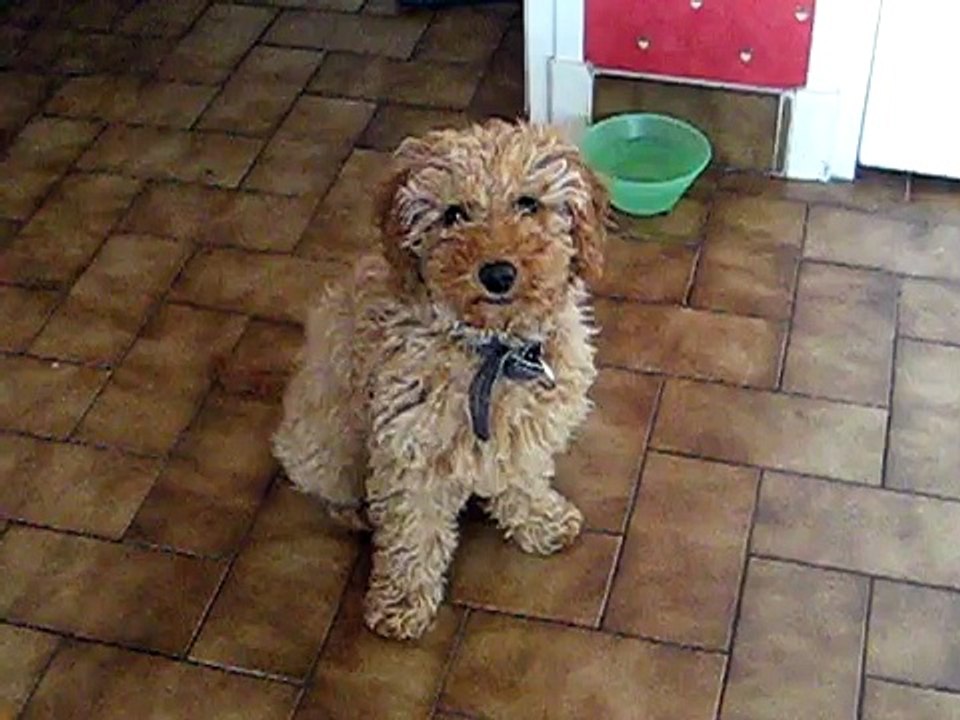 Adorable Bianca Caniche Nain Femelle Abricot/ Cute Poodle Mini