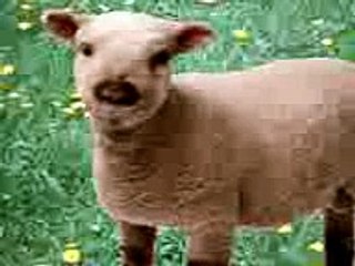 Welsh Sheep shaggers