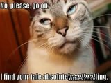 FUNNIEST KITTIES Very Funny Cats 46