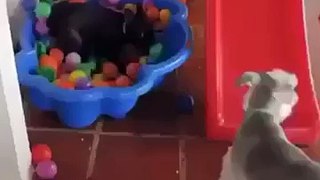 Dog make fun with baloons