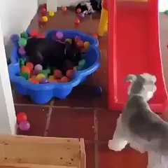 Dog make fun with baloons