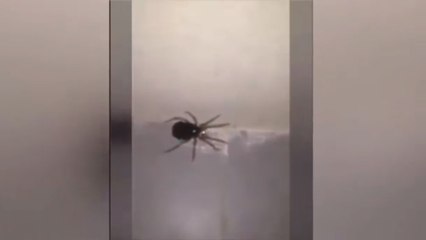 Impresionante Araña Explotó Y Salieron Miles Mas