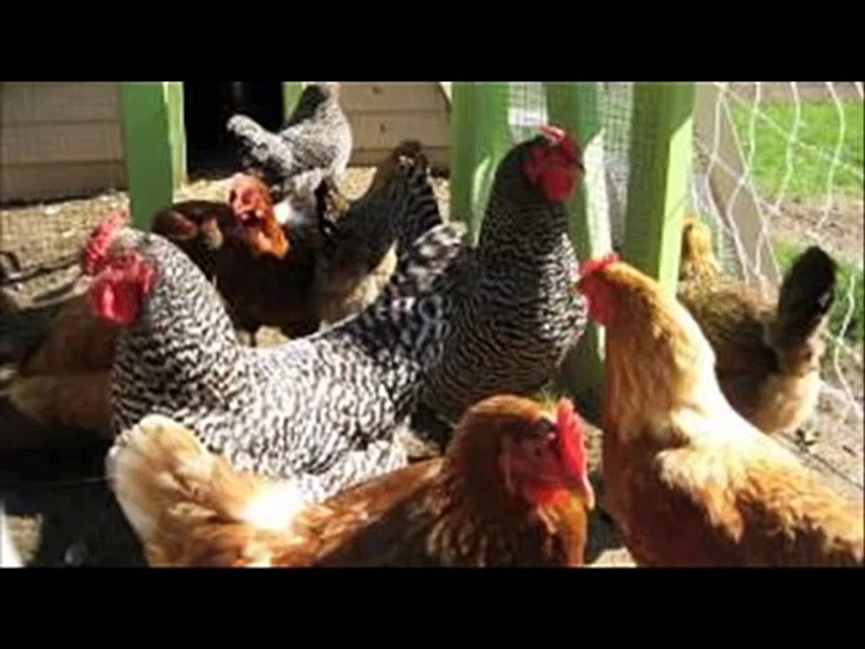 Desi Murghian Palna Tips by Dr Ashraf Sahibzada