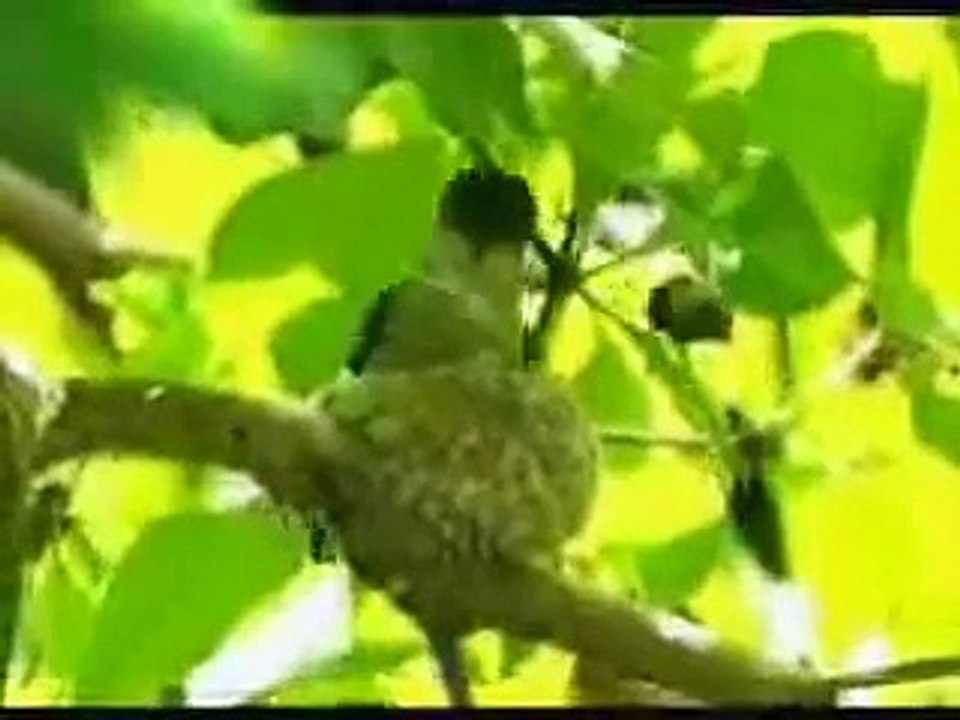 GoCuba.ca - Zapata Peninsula