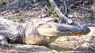 louisiana alligator chillin [2013 march]