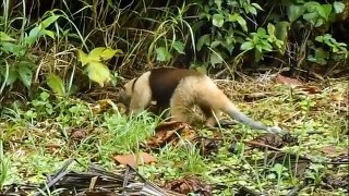 Anteater eating ants in Costa Rica