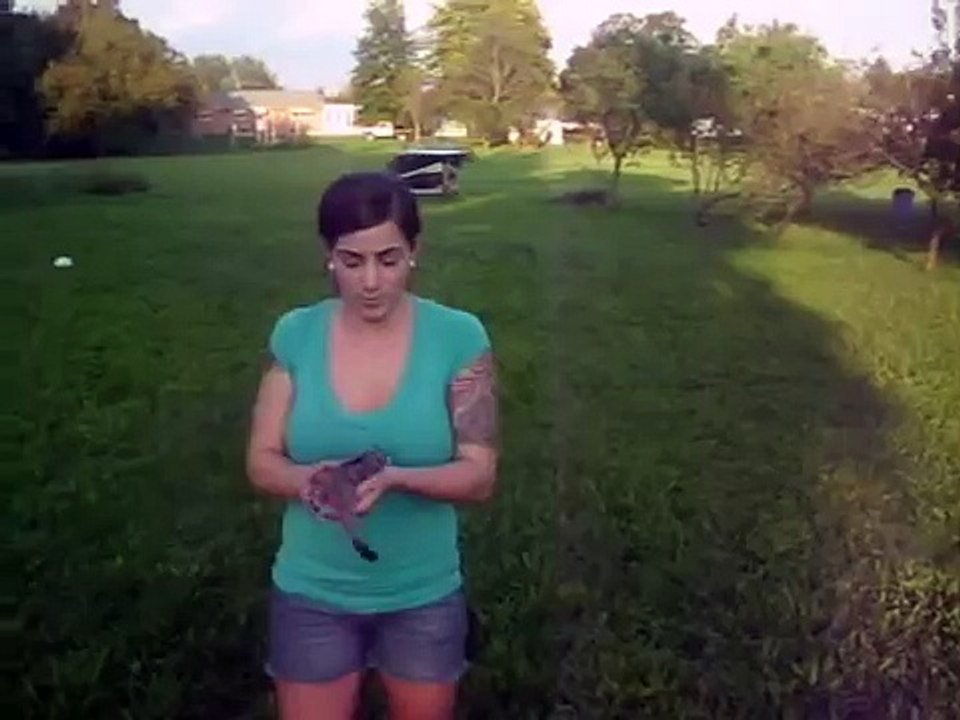 This is funny! Bonded Sugar Glider Hopping to Owner