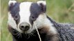BBC Radio 4 - Farming Today_ Badger TB Test 25Aug15