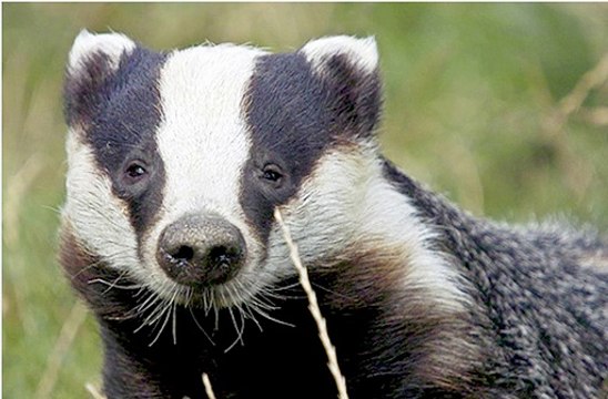 BBC Radio 4 - Farming Today_ Badger TB Test 25Aug15