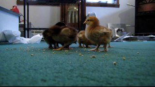 6 day old chicks