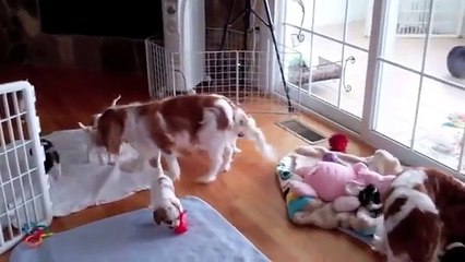 A fun day with the cavalier puppies.