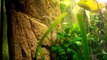 Amazonas Aquarium 432 Liter / 114 gallons-HD
