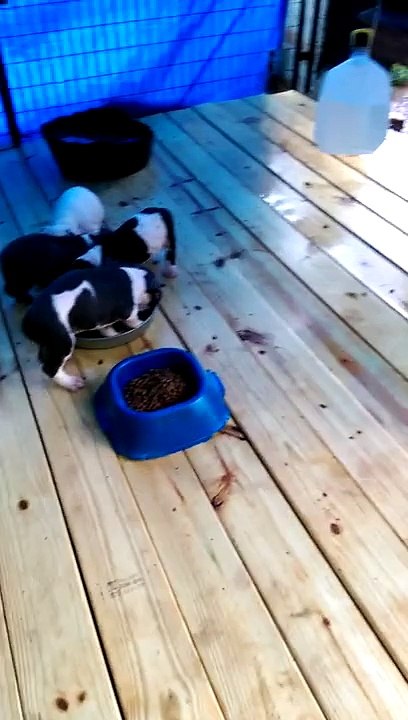 Y-So-Blu-Kennels(35)