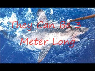 Top 10 of the Most Dangerous Animals in the North Pole