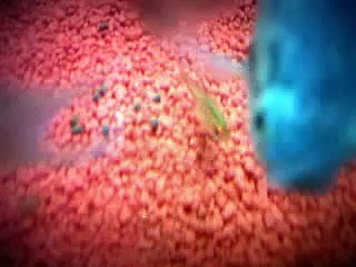 Feeding my fish pellets