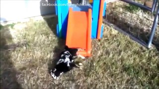 Funny cat videos funny cat collection part 11   Funny cat and funny animal