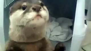 Otter Gets Juice from a Vending Machine Funny Animals Funny Animal Videos | Baby otter | baby otter