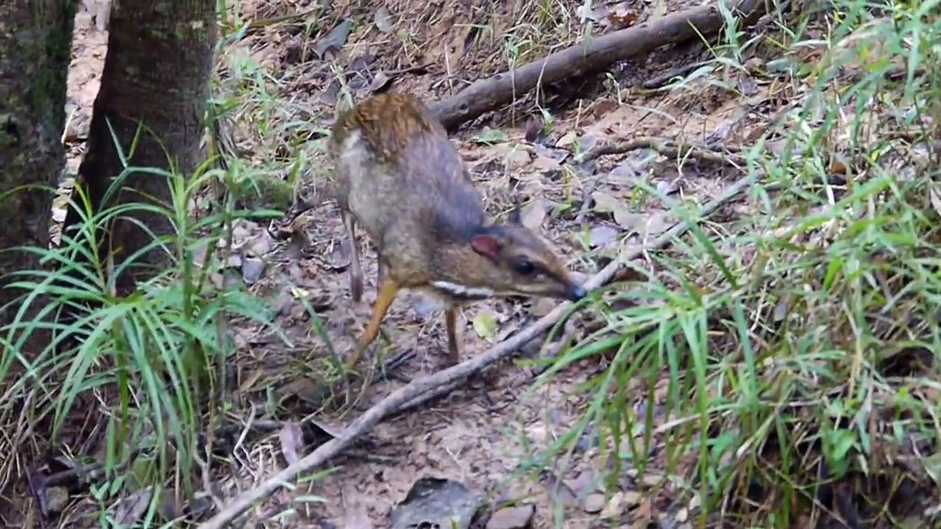 ⁣Mouse Deer Grooming