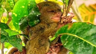 Tarsiers - lovers, not fighters